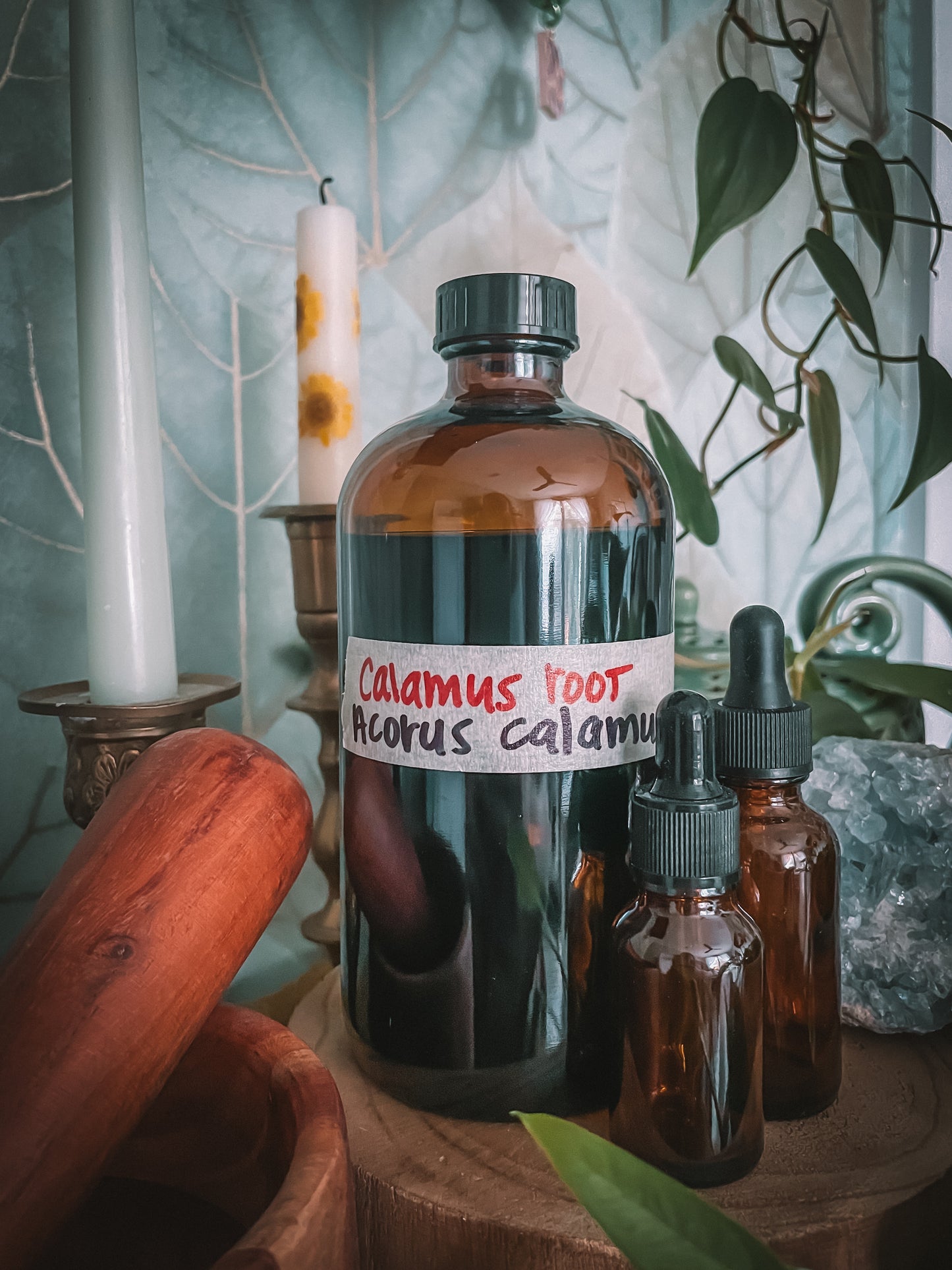 Calamus Root Extract