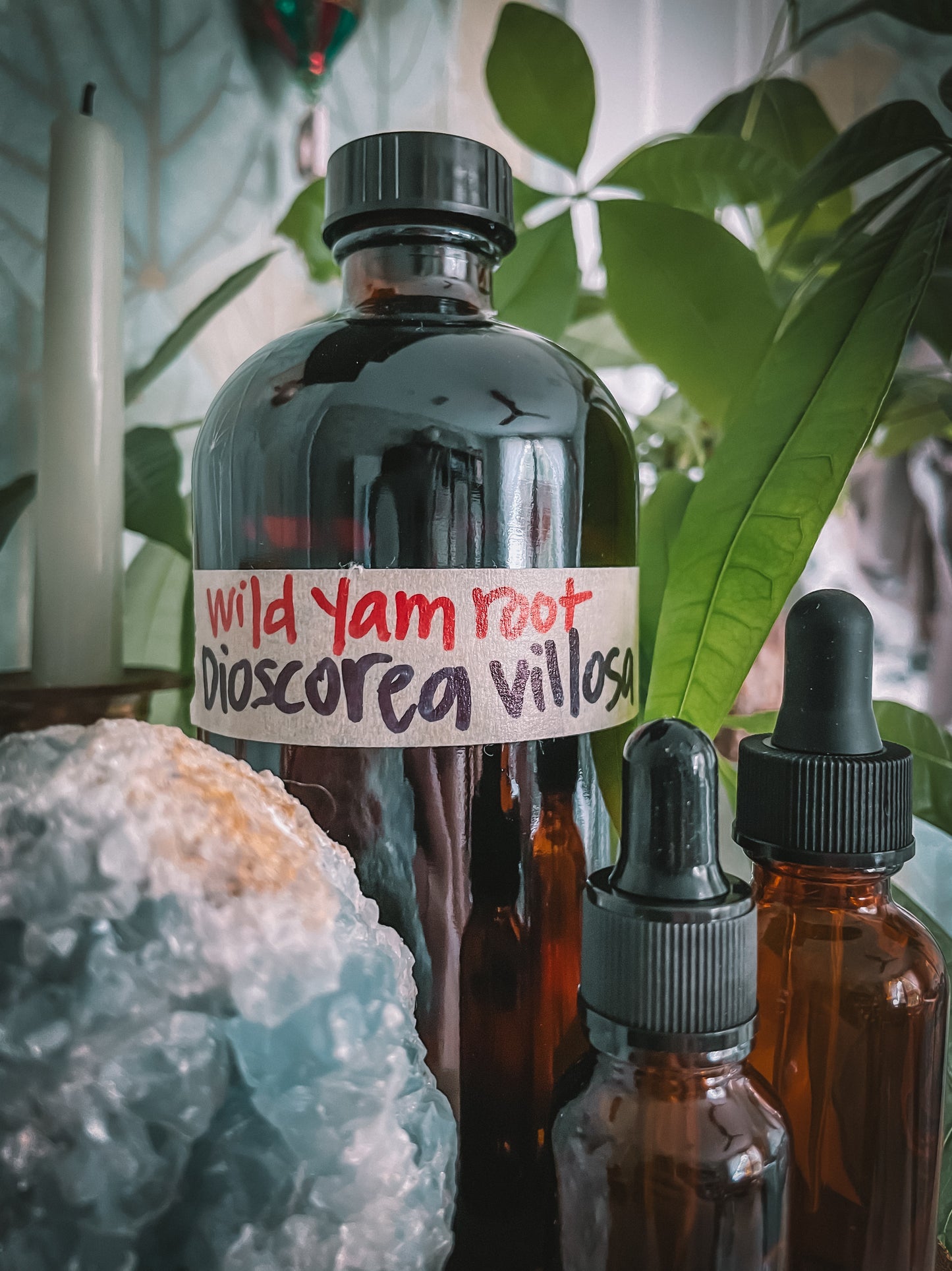 Wild Yam Extract
