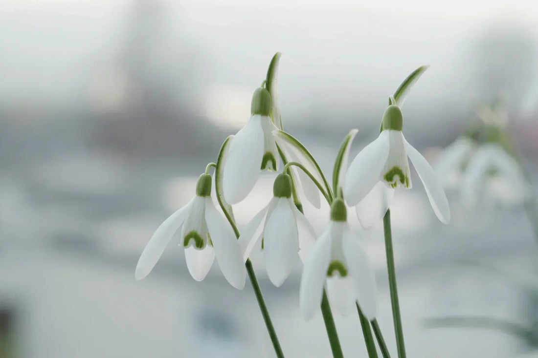 Imbolc, Candlemas & the Quiet Promise of Spring