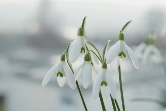Imbolc, Candlemas & the Quiet Promise of Spring
