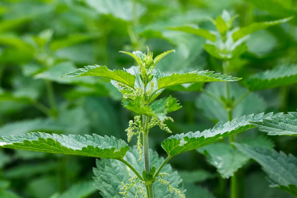{Materia Medica} Nettle (Urtica dioica)