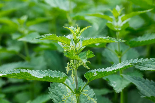 {Materia Medica} Nettle (Urtica dioica)