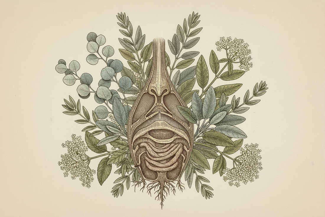 Sinus Congestion: Understanding the Tissue States of Rhinitis & Sinusitis