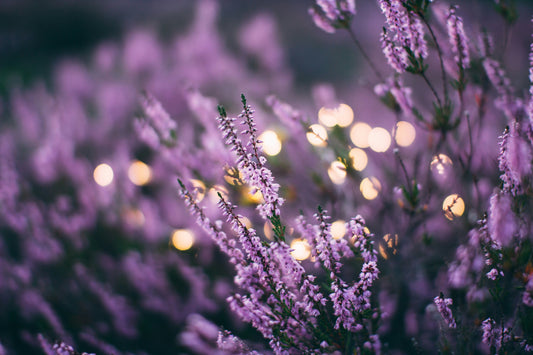[Herbal Action] Spasmolytics / Antispasmotics