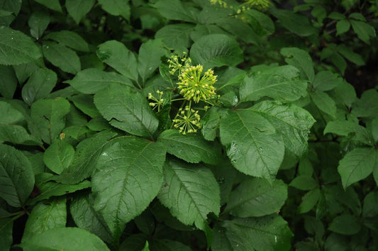 [Materia Medica] Eleuthero