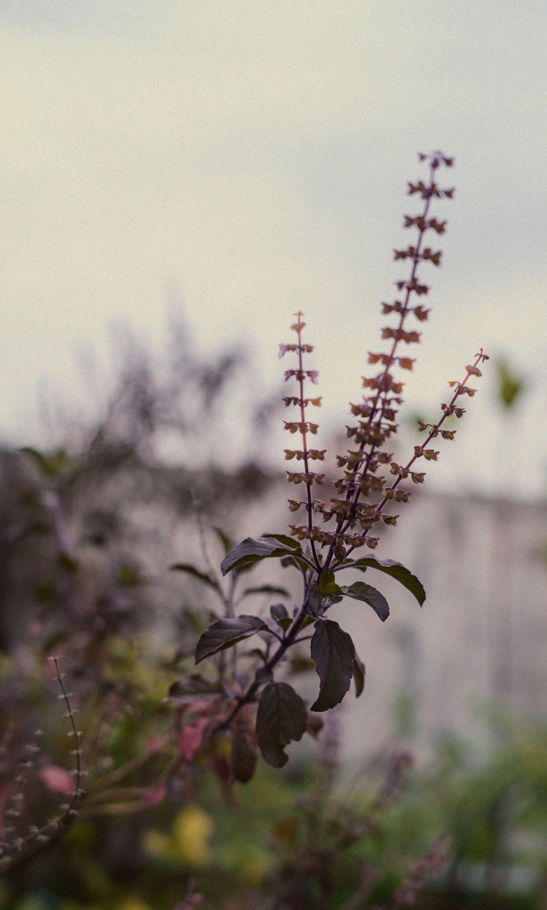 5 Sensible Ways to Work With Adaptogens (Without Burning Yourself Out)