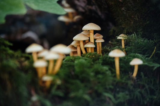 Plant Defenses and Human Health