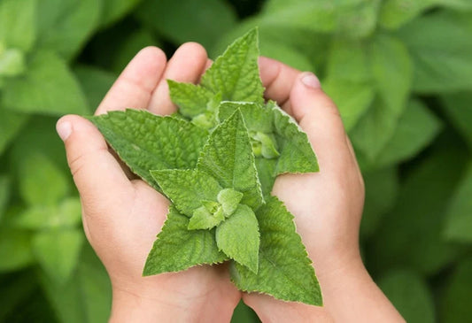 Clark's Rule: Honoring Small Bodies