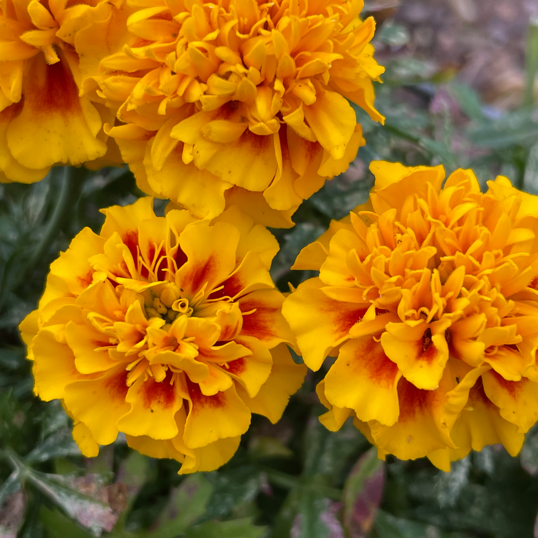 Marigold Mvhayv (Teacher): Sacred Slowness