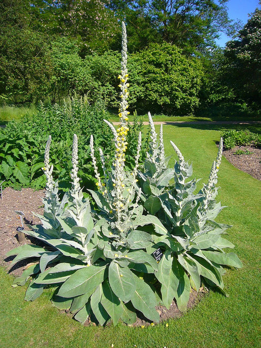 [Materia Medica] Mullein (Verbascum thapsus)