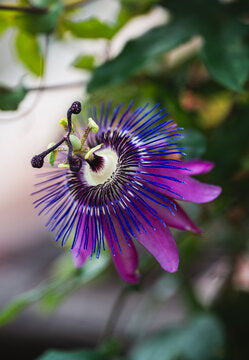 {Herbal Action} Nervines