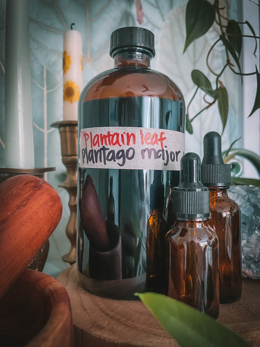 Plantain Extract